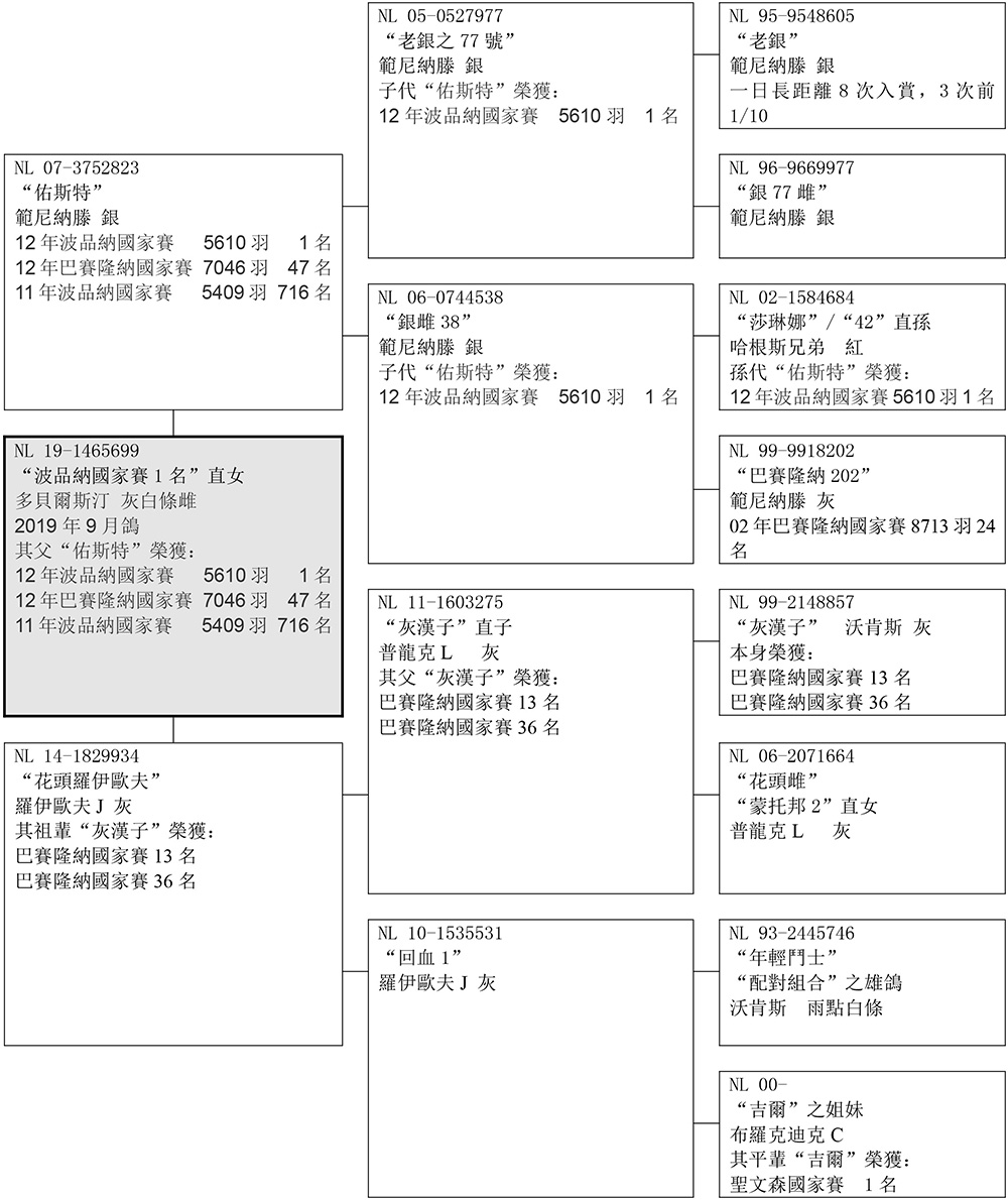 好鴿網nicepigeon 台灣賽鴿拍賣網站最佳首選!